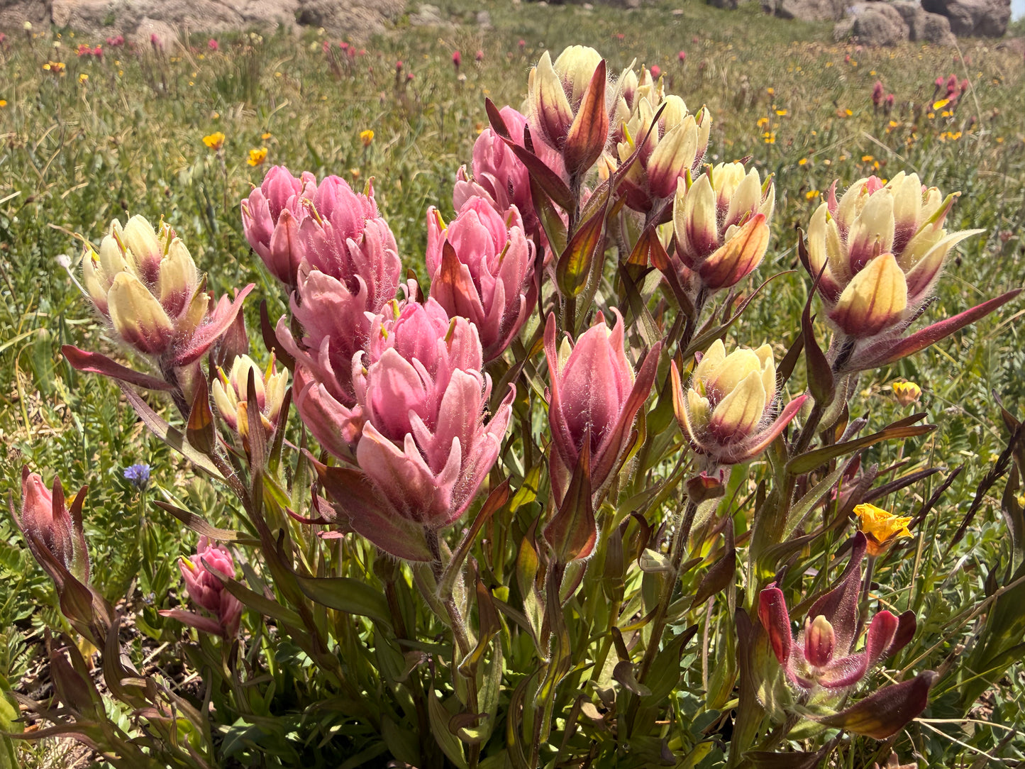 Custom flower/elemental essence